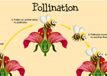 Bagaimana Proses Penyerbukan dan Pembuahan Pada Bunga,Yuk Simak Penjelasannya !