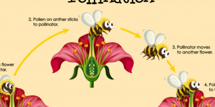 Bagaimana Proses Penyerbukan dan Pembuahan Pada Bunga,Yuk Simak Penjelasannya !