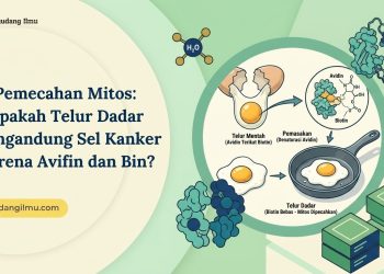 Pemecahan Mitos: Apakah Telur Dadar Mengandung Sel Kanker Karena Avifin dan Biotin?