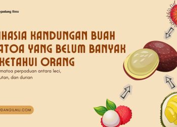 Rahasia Kandungan Buah Matoa yang Belum Banyak Diketahui Orang