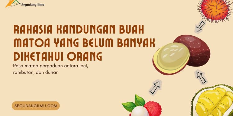 Rahasia Kandungan Buah Matoa yang Belum Banyak Diketahui Orang