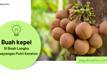 Buah Langka Keraton Yogyakarta