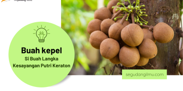 BUAH KEPEL