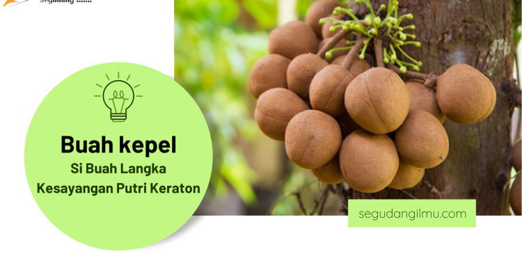 BUAH KEPEL