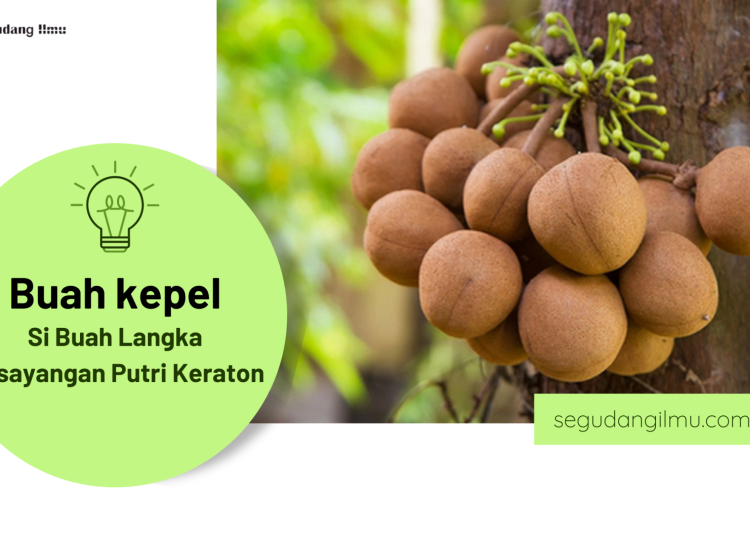 BUAH KEPEL
